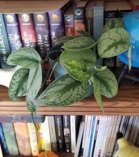  「矮小」这些小清新的微型盆栽，植株矮小，还特别耐阴，适合养在桌面上