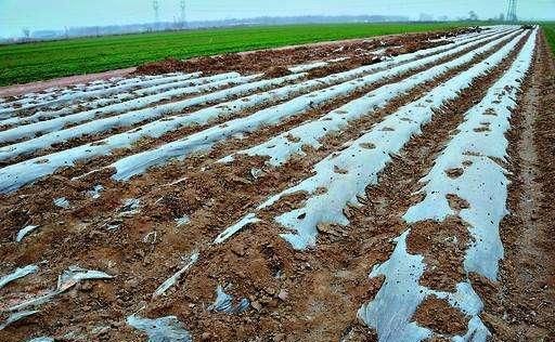  [遭遇]去年6元一斤不够卖, 大胆扩种30倍, 今年遭遇低价, 本钱都