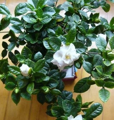  【长寿花】春天里，“3种花”抓紧去修剪，侧枝长得更旺，花期一到开不停！