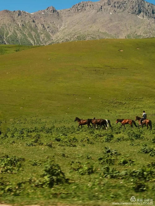 醉在托乎拉苏草原上