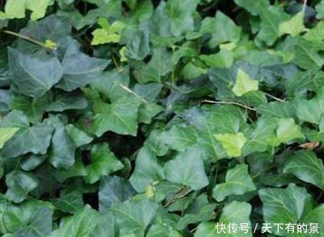 植物|卫生间异味难以忍受?这三种绿植放进去,清爽扑面而来