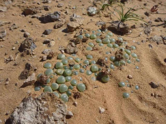 中国游客在非洲旅游,地上宝石一堆,导游别费那劲,你捡不起来