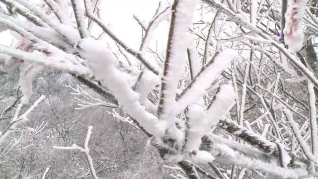 张家界天门山迎今冬首雪 瑞雪、雾凇、云海三景交融