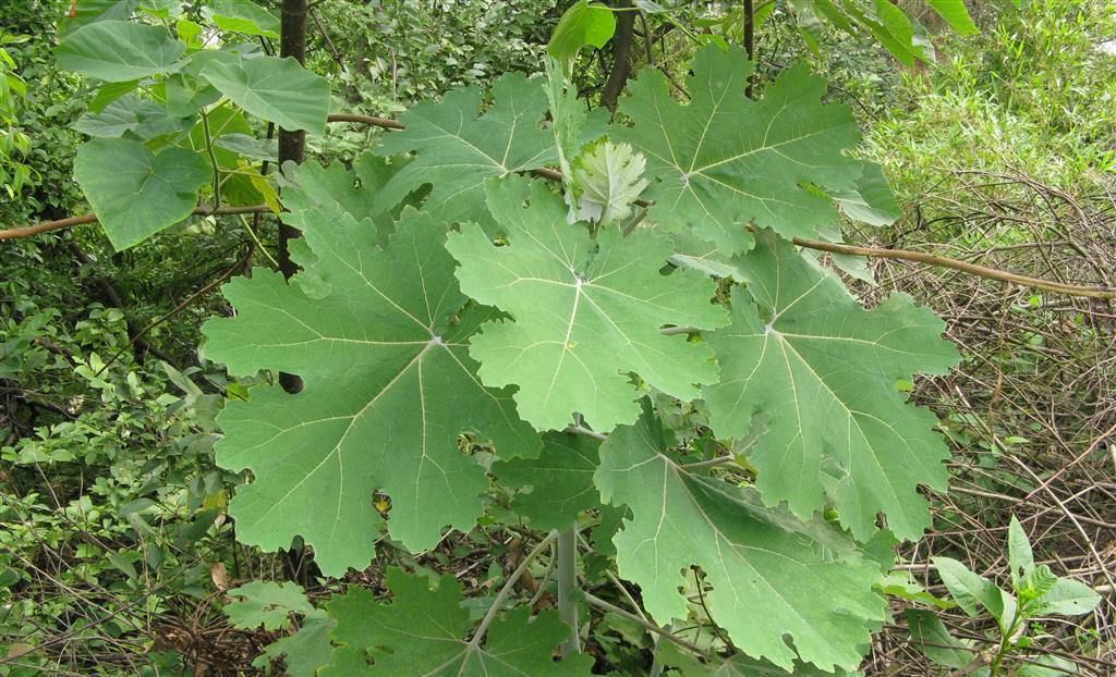  [酒糟鼻]农村生长的这种直立野草，花朵没有花瓣，却有治疗酒糟