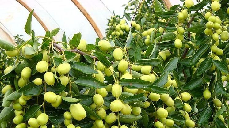  果树|农村一种水果，其果树不到半个人高，农民种植每亩收入6000