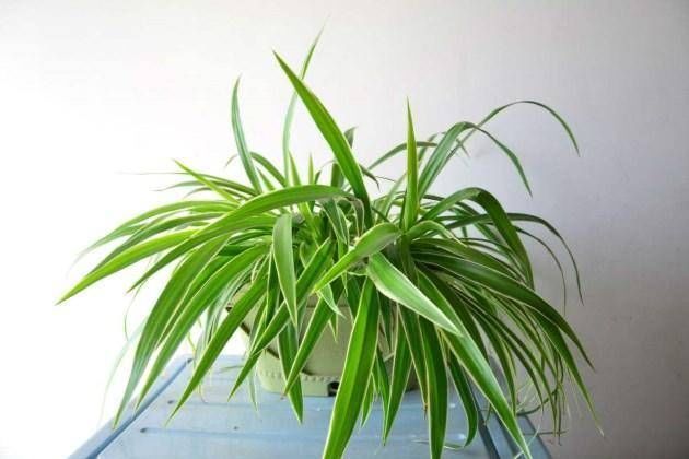  『侍弄』工作之余侍弄一下花草，这6种植物，没有“阳光”也能蹭蹭长