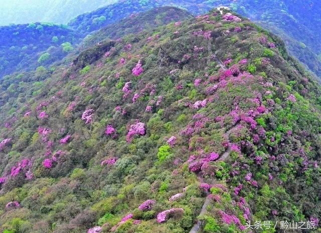 三月和四月,正是赏花季节:推荐贵州6个绝佳的杜鹃花观赏地