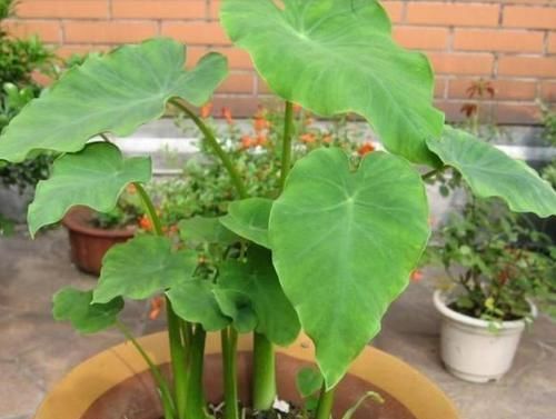  『芋头』张大妈把发芽的“芋头”，埋在花盆里，结果收获一盆芋头盆栽