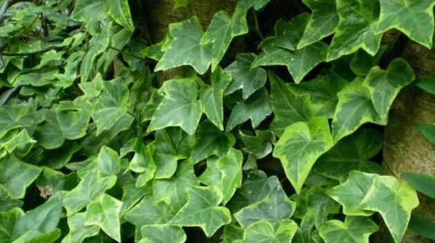 #绿油油#常春藤这样养,藤壮叶翠四季绿油油!