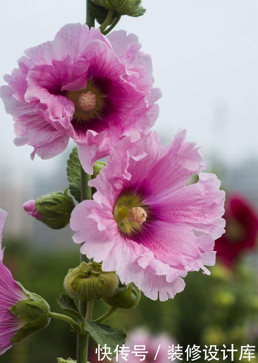 『夏季』最适合夏季养护的3种花卉,花色艳丽,花期长,开花爆盆的花卉