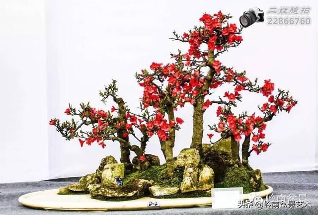 把温江盆景卖到欧洲去