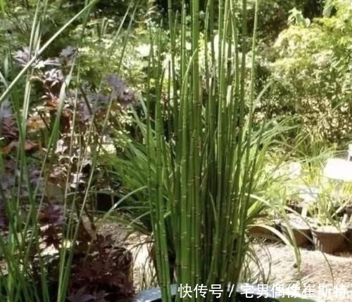 观赏价值|在农田,1种“杂草”不起眼,被称为“木贼草”,1斤卖到“5元”