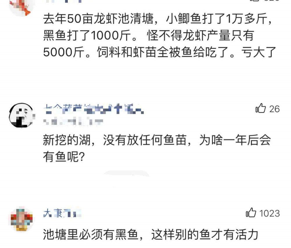 小龙虾克星，村民虾塘大减产，这群“祸害”却长的又肥又大