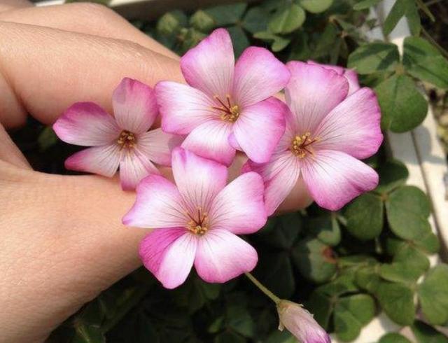 「漂亮」潮湿的草地上，生长着1种“酢浆草”，花朵漂亮，叶片美，珍贵！