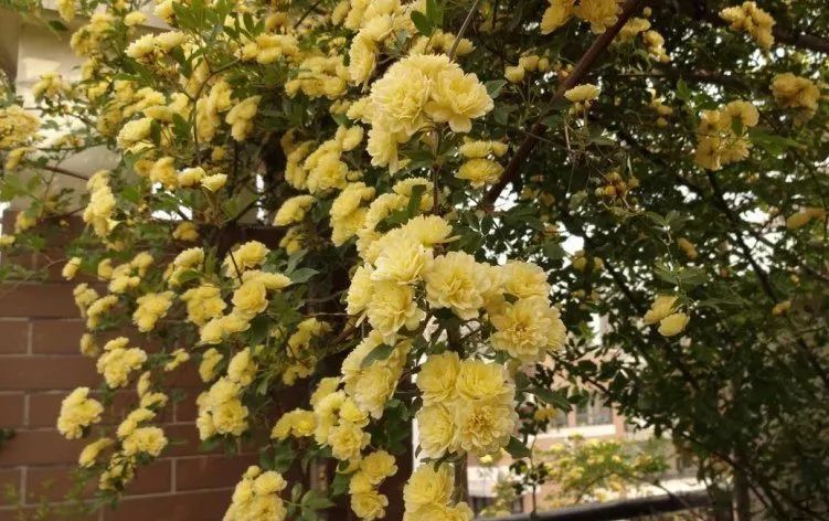  『开花时』她在院子里养了1棵花,春天开花上千朵,花多浓香,开成一面花墙