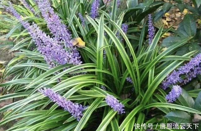  「草丛」在山坡草丛，生长着1种“沿阶草”，价值高，比“农作物”值钱！