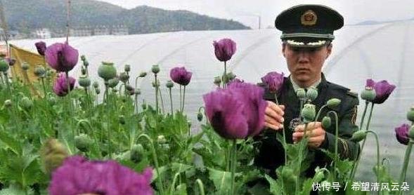 中国最特殊的农民，武警24小时持枪保护，只因种的东西太重要