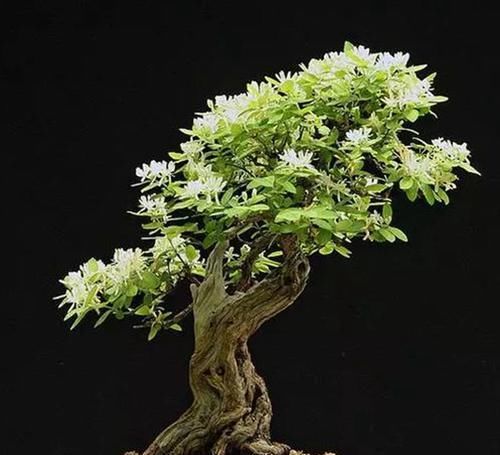  『记住』盆栽金银花，好看清香能泡茶，只要记住这5点，一年花开6个月