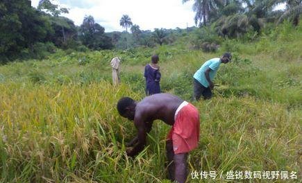  「第一次」非洲人第一次种植出大米，称中国人民是全世界最聪明