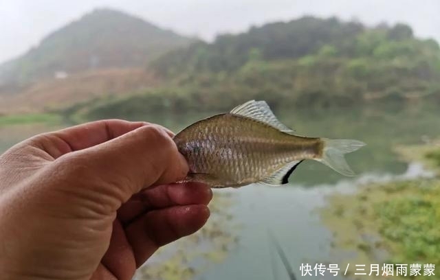 鱼可以蘸:野钓闹起小鱼,该如何施钓才能避小钓大?做窝思路是核心