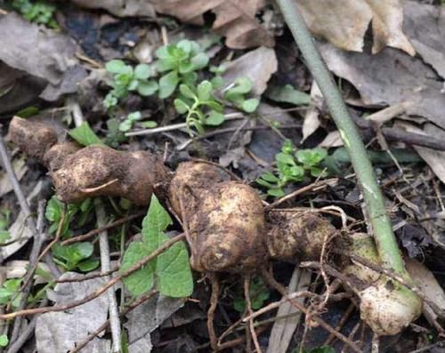  「值钱」去山上，别踩到1种“野草”，植株根茎值钱，被称为“老虎姜”