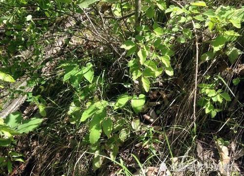 农村这野草人称“千两金”药用价值高，如今市面上一斤150元