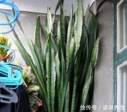 「穿破」虎皮兰不长新芽春天埋上2种肥,“钢芽”穿破盆