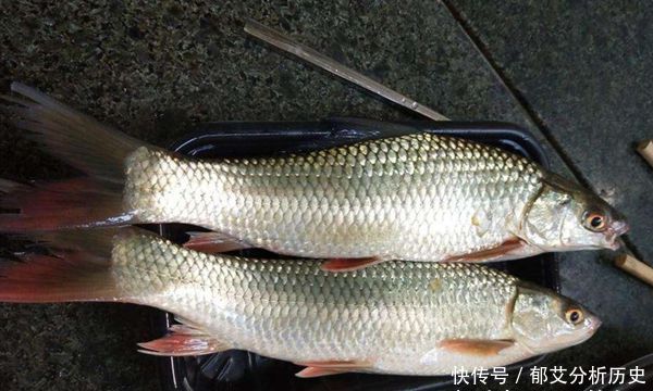  #试试#赤眼鳟的习性和垂钓技巧，没钓过赤眼鳟，可以试试这些方法！