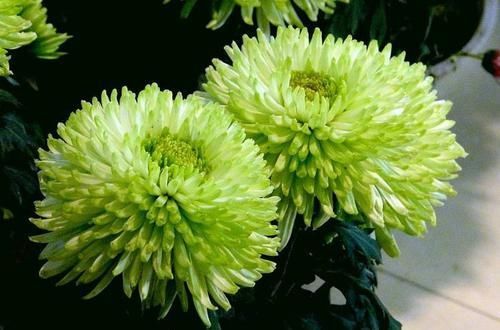 『方法』花卉种植技术:菊花叶子发黄的防治方法,全面分析叶子发黄原因!