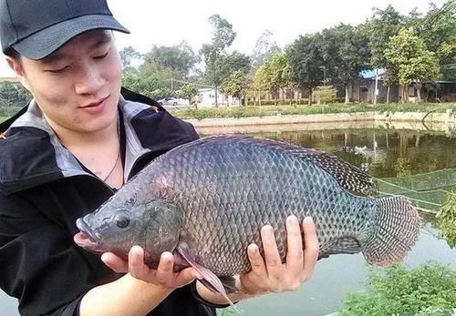  水产@广东首届渔业种博会下月南沙举行，渔业高科技园现场展示