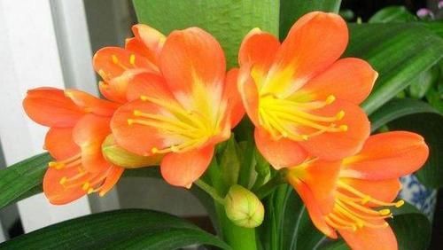  『室内』这些花，花和叶子很好看，适合室内养