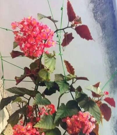 【幸福之门】这“3种花”,漂亮又好养,四季都开,简单一养就“爆盆”,值!