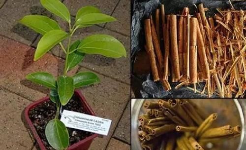 植物生根:在家自制天然的生根粉,植物扦插或压条繁殖时特管用