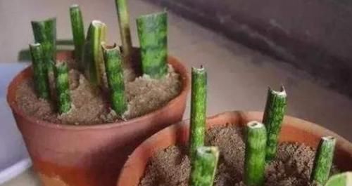 『掰1根枝养』这3种植物,别再花钱买了,掰下“1根枝”藏土里,能活出一整盆!