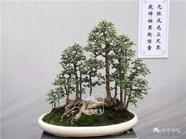  「作品」有年功的盆景，品相好，价值高！