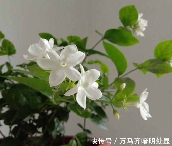  【茉莉花】8种“喜阳”花，夏天晒不死，一口气开大半年！