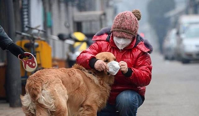 「 节约」特殊时期给狗狗戴口罩？真没必要，危机关头更应节约物资，辟谣