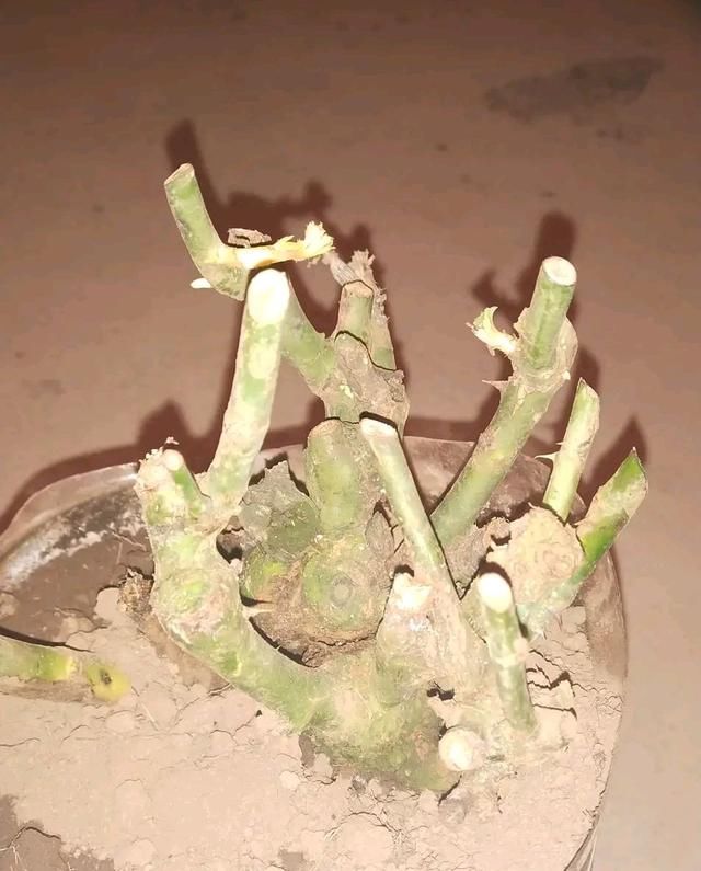  #月季#月季老桩一个月不发芽？按照网友的养法，一个月没死真是奇迹