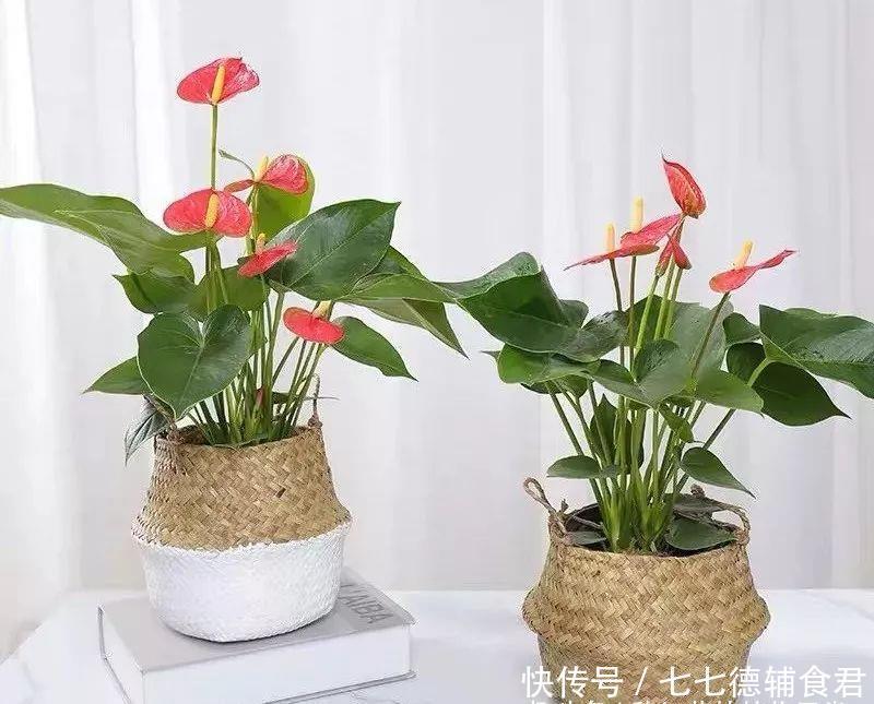  [冬季室内]离过年只剩十几天，这15种花年味十足，再不准备就迟了