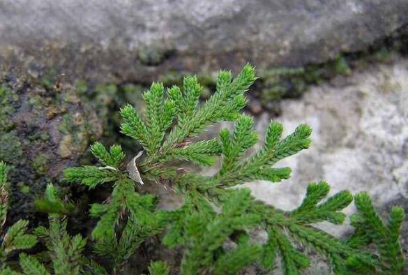  【几十块】这种“植物”农村山上非常多，城里卖几十块，三个月