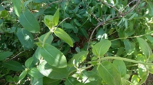  [良药]它是感冒良药，能开白色和金色的花，野外遇到，请牢记