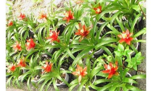  细节：养观赏凤梨，“3个”细节要注意，掌握好，花朵鲜艳1盆变10盆