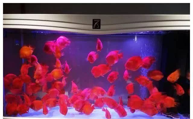  『溶氧量』高密度饲养观赏鱼，怎么保证观赏鱼和水质不出问题？关键在“勤”