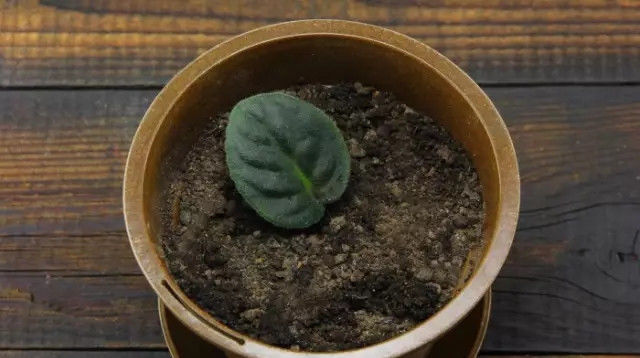 特别|这种室内盆栽花卉一年四季可开花,一开花就爆盆,还特别的好养活!
