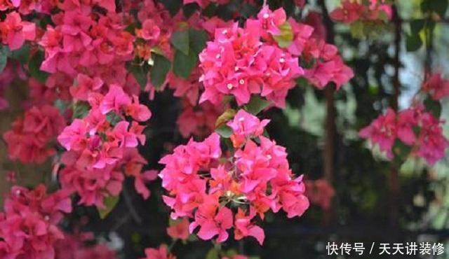 『三角梅』三角梅养护,有3个“绝招”,能让它花开朵朵超美观,不懂赶紧学