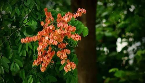 『常见』30种 · 野外常见植物,你叫啥?