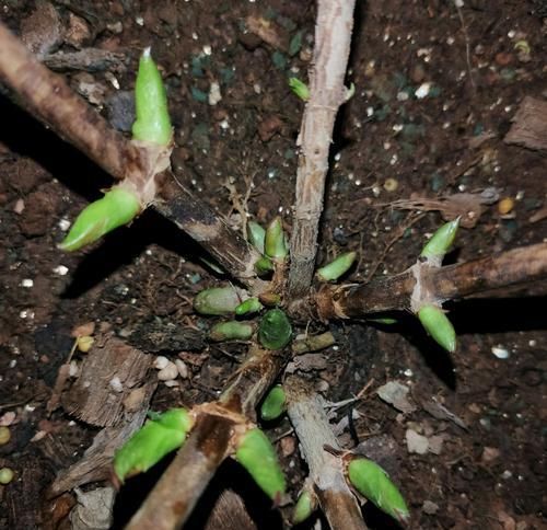  『越冬养护』绣球花的脚芽挤在一团需要掰掉吗？挤挤更健康，芽多来年惊喜不断