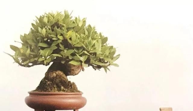  栀子花|栀子花制作盆景原来这么好看，真是万万想不到
