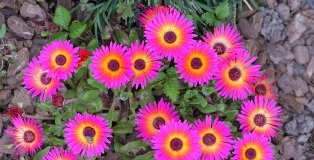 『盆栽』花开五颜六色,花色似“彩虹”,种植容易花期长,盆栽养花选它!