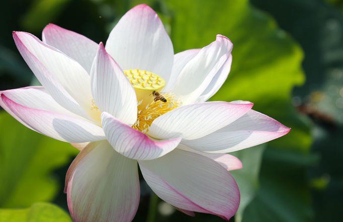 『养盆』喜欢玫瑰，不如养盆“精品荷花”粉黛，花开娇艳美丽，千姿百态